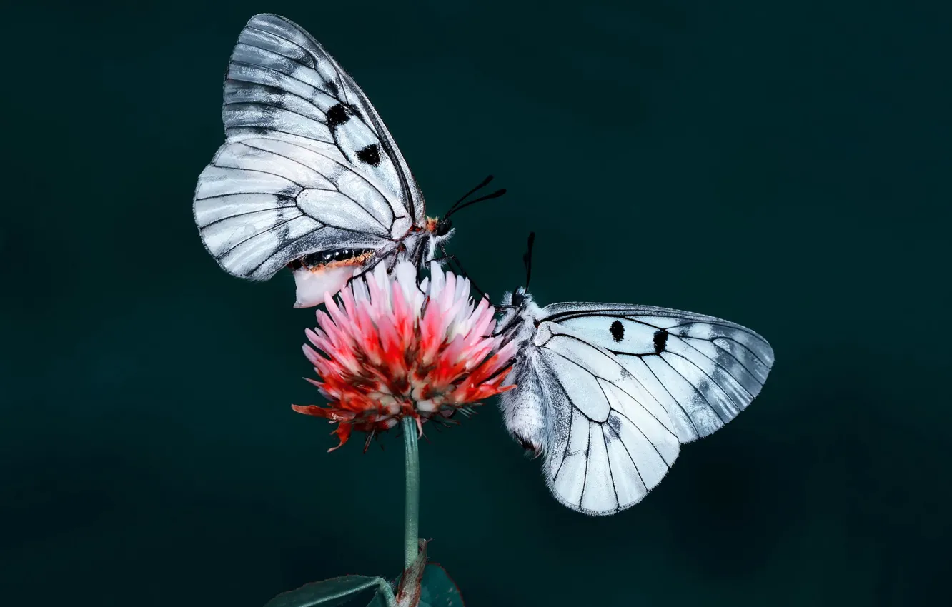 Фото обои цветок, бабочки, природа, насекомое, мотылек