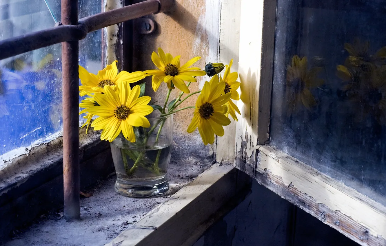Фото обои цветы, фон, окно