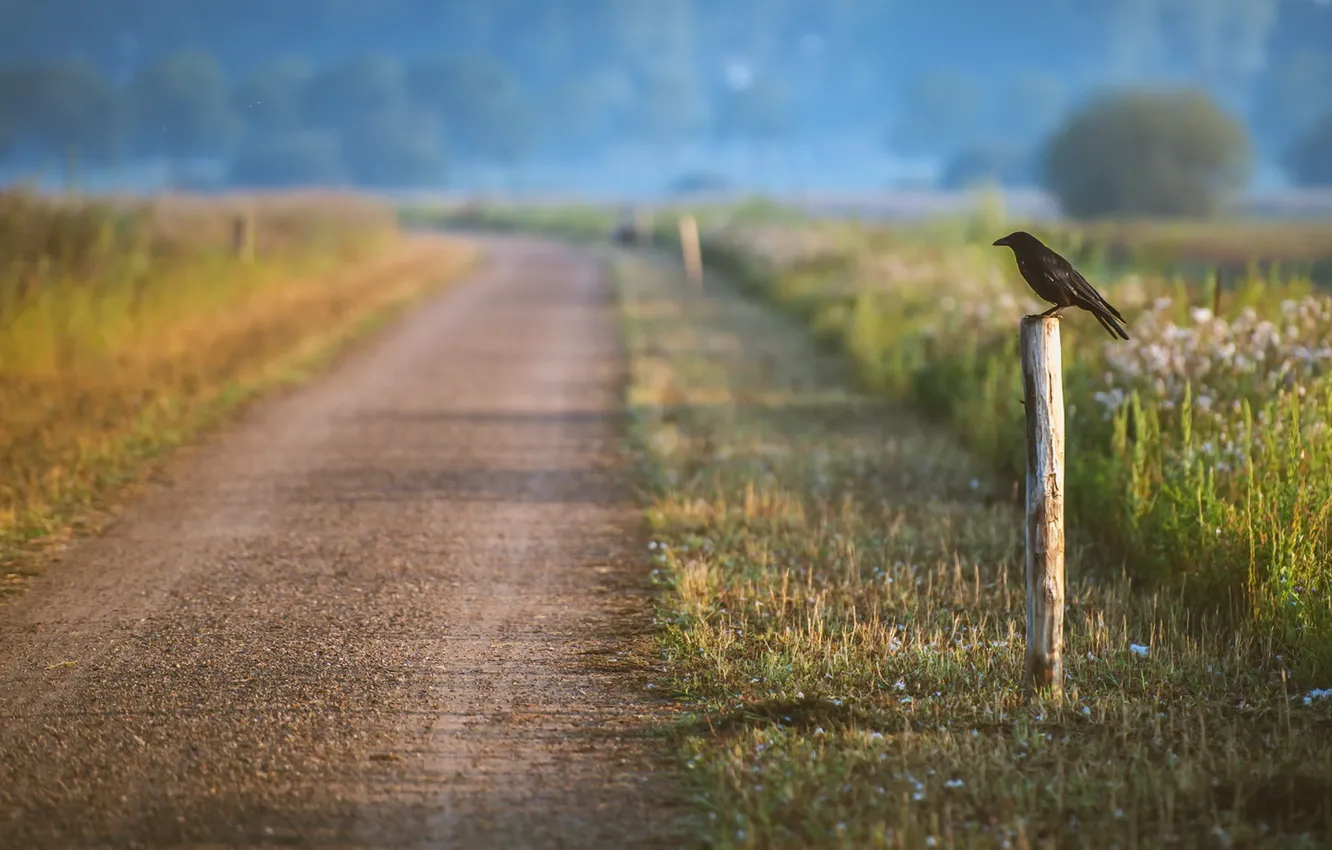 Фото обои дорога, природа, птица