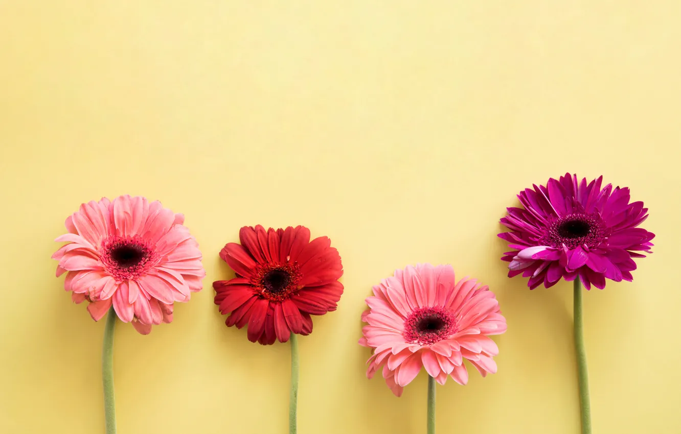 Фото обои цветы, colorful, герберы, pink, flowers, spring, gerbera