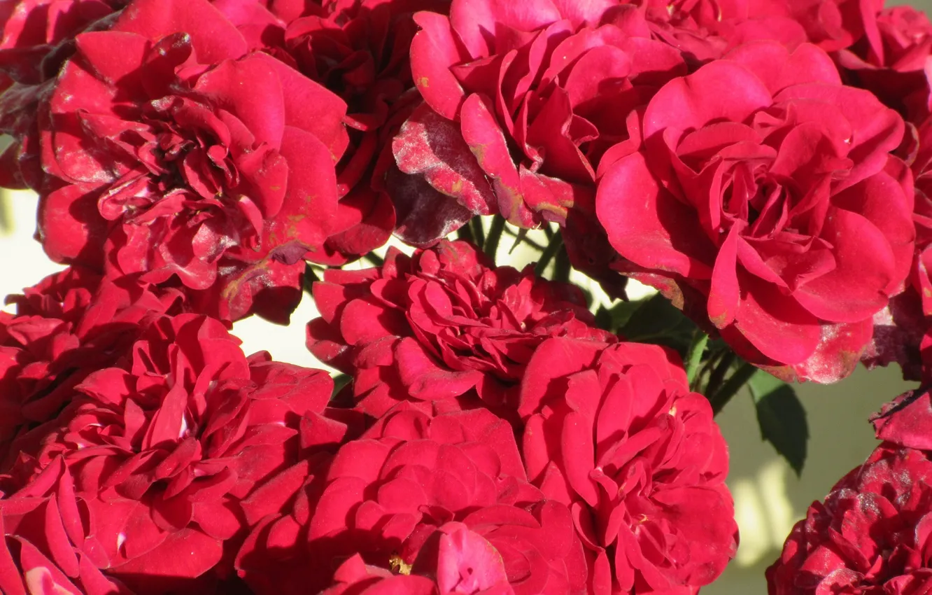 Фото обои цветы, розы, букет, красные, Mamala ©, лето 2018