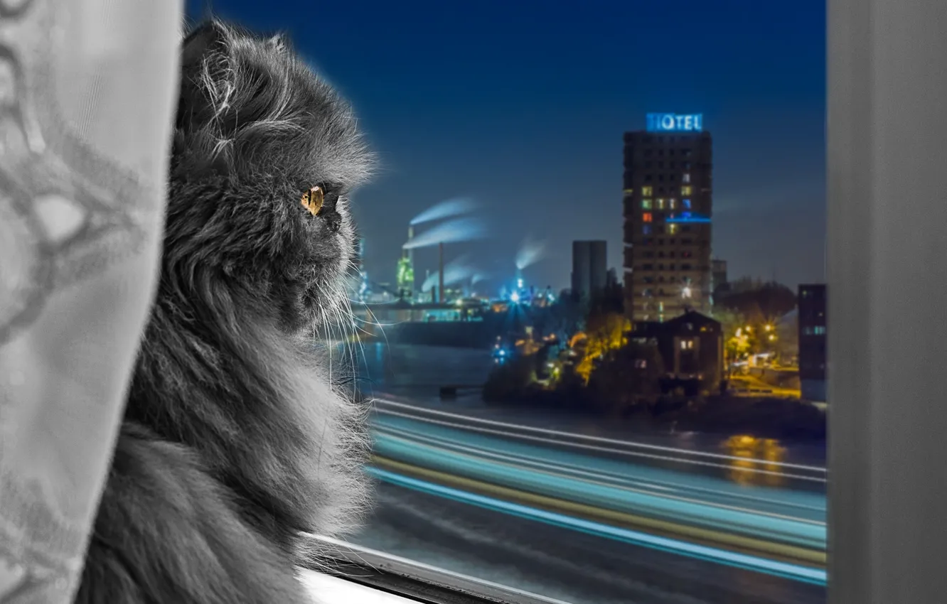 Фото обои взгляд, город, окно, персидская кошка