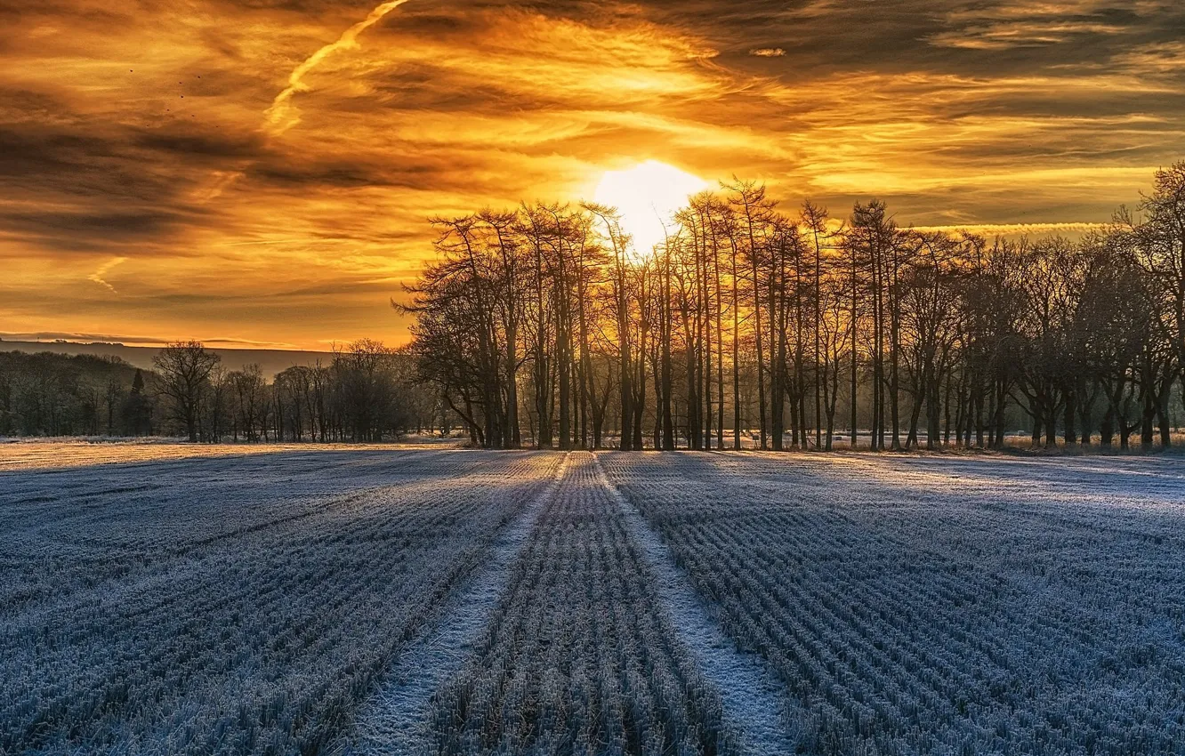 Фото обои поле, деревья, рассвет, утро, иорозно