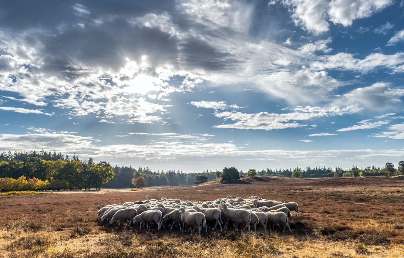 Фото обои поле, лето, овцы