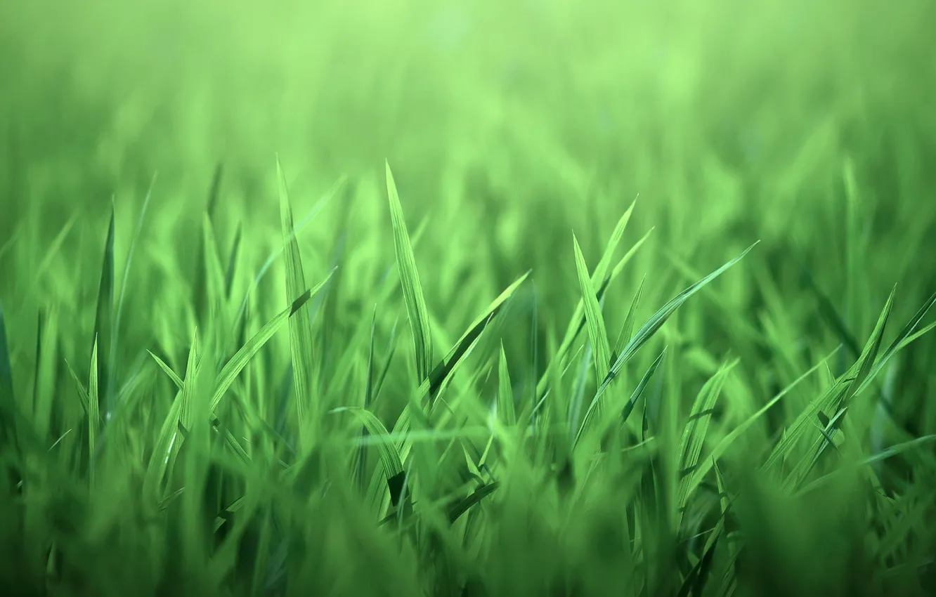 Фото обои трава, природа, листочки, зелёная