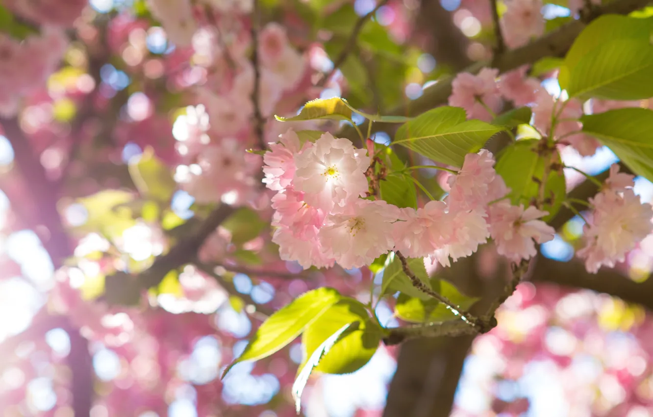 Магнитный пазл 27x18см."Японская сакура, prunus serrulata, розы" на холодильник 