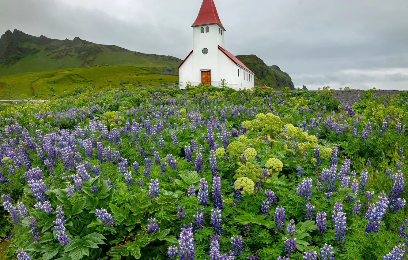 Фото обои цветы, деревня, холм, луг, церковь, Исландия, много, сиреневые