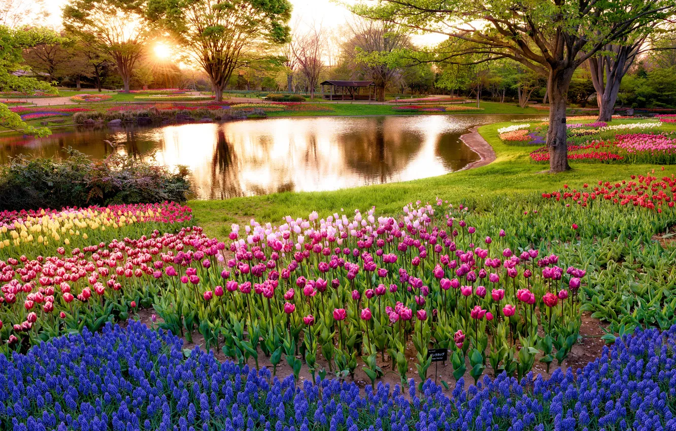 Фото обои солнце, лучи, деревья, цветы, пруд, парк, восход, утро
