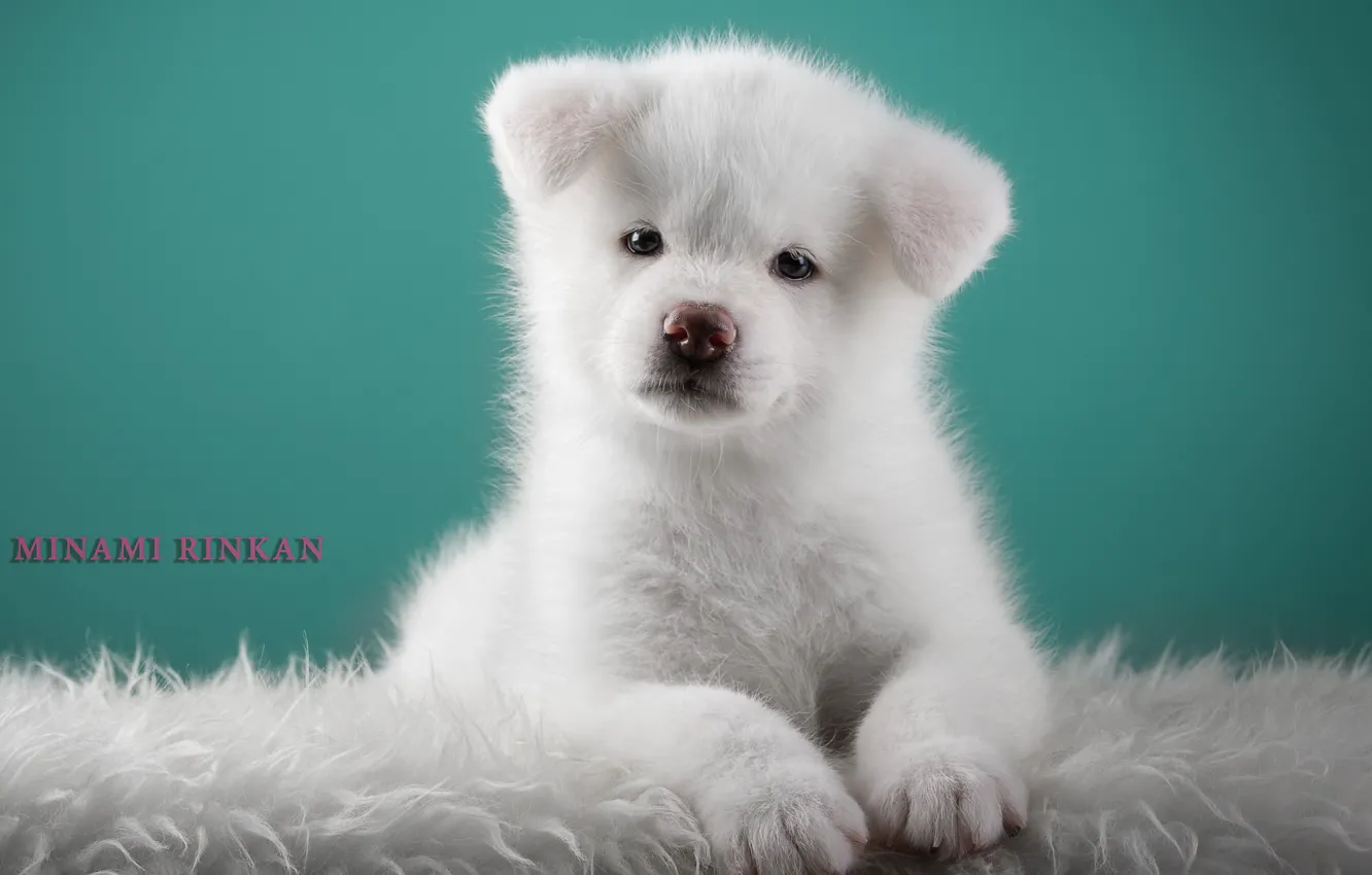 Фото обои белый, милый, щенок, японская акита