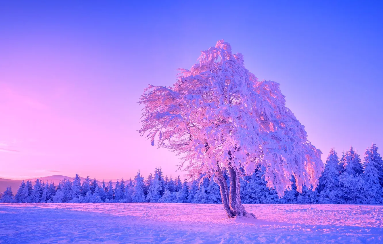 Фото обои зима, лес, небо, снег, деревья, закат