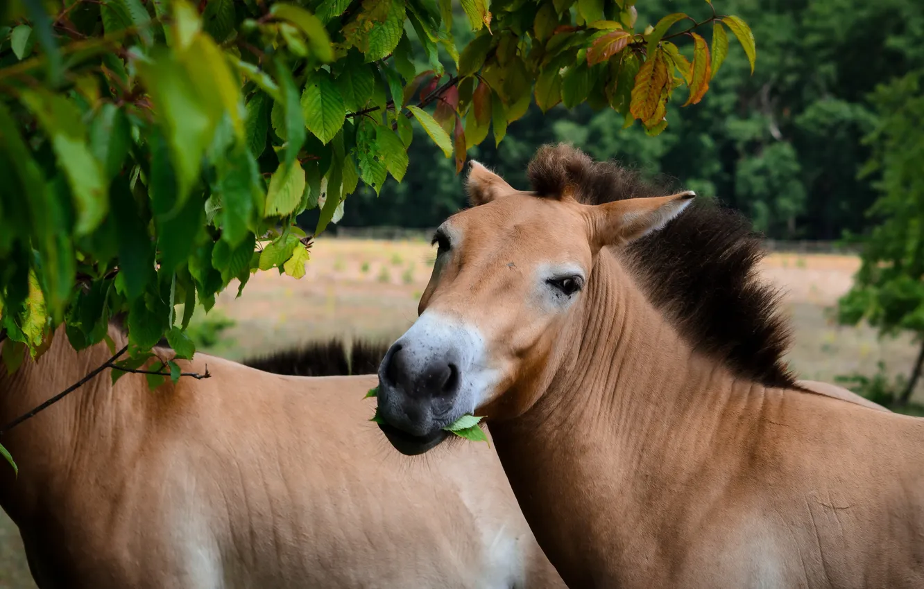Фото обои природа, кони, Przewalski-Pferd
