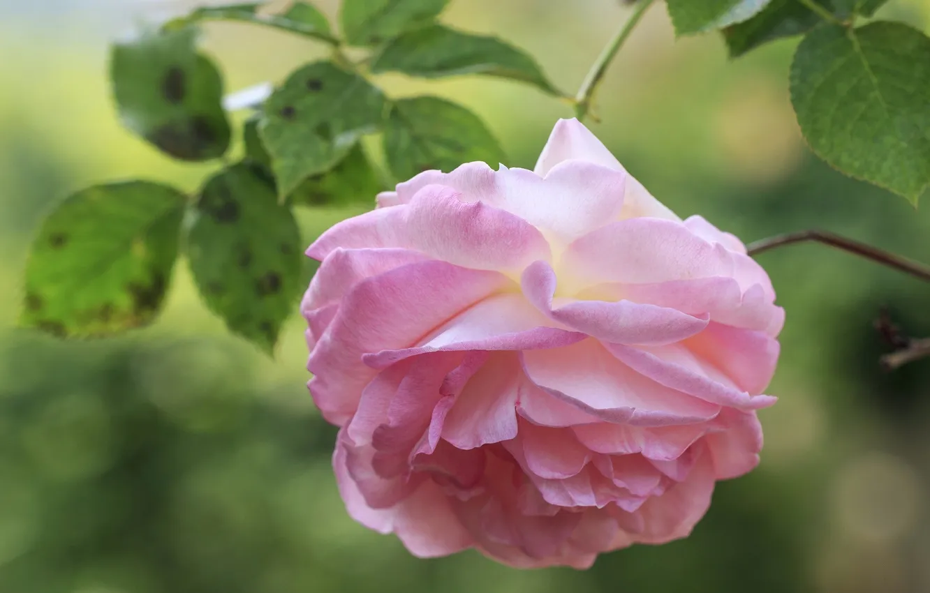 Фото обои цветок, макро, розовый, нежность, роза, лепестки, цветение