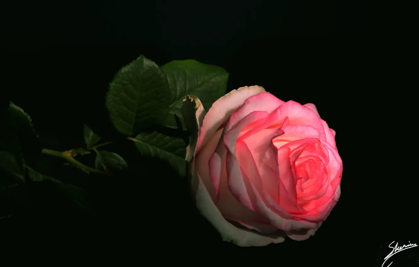 Фото обои роза, чёрный фон, розовая роза
