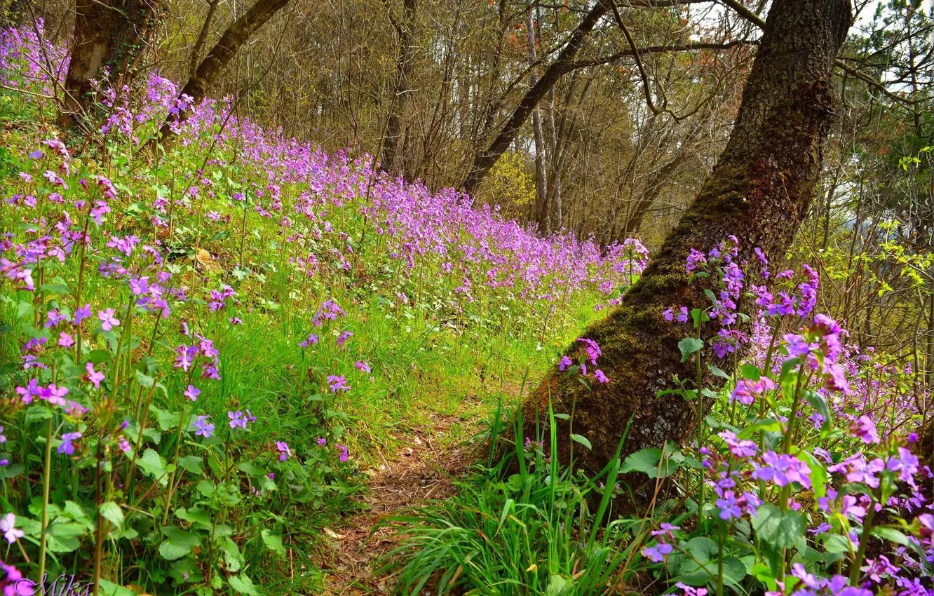 Фото обои Поле, Весна, Spring, Цветение, Field, Фиолетовые цветы, Flowering, Purple flowers