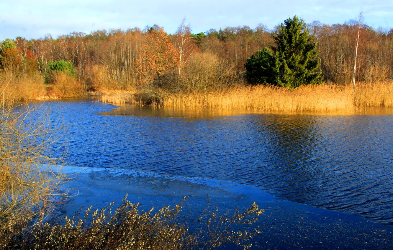 Фото обои water, park, lake, tree, spring