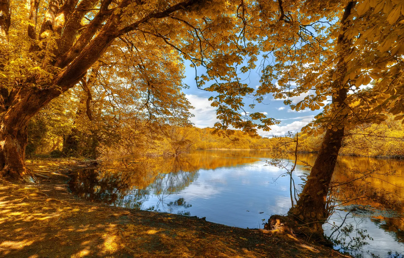 Фото обои осень, лес, свет, деревья, озеро, пруд, парк, ветви