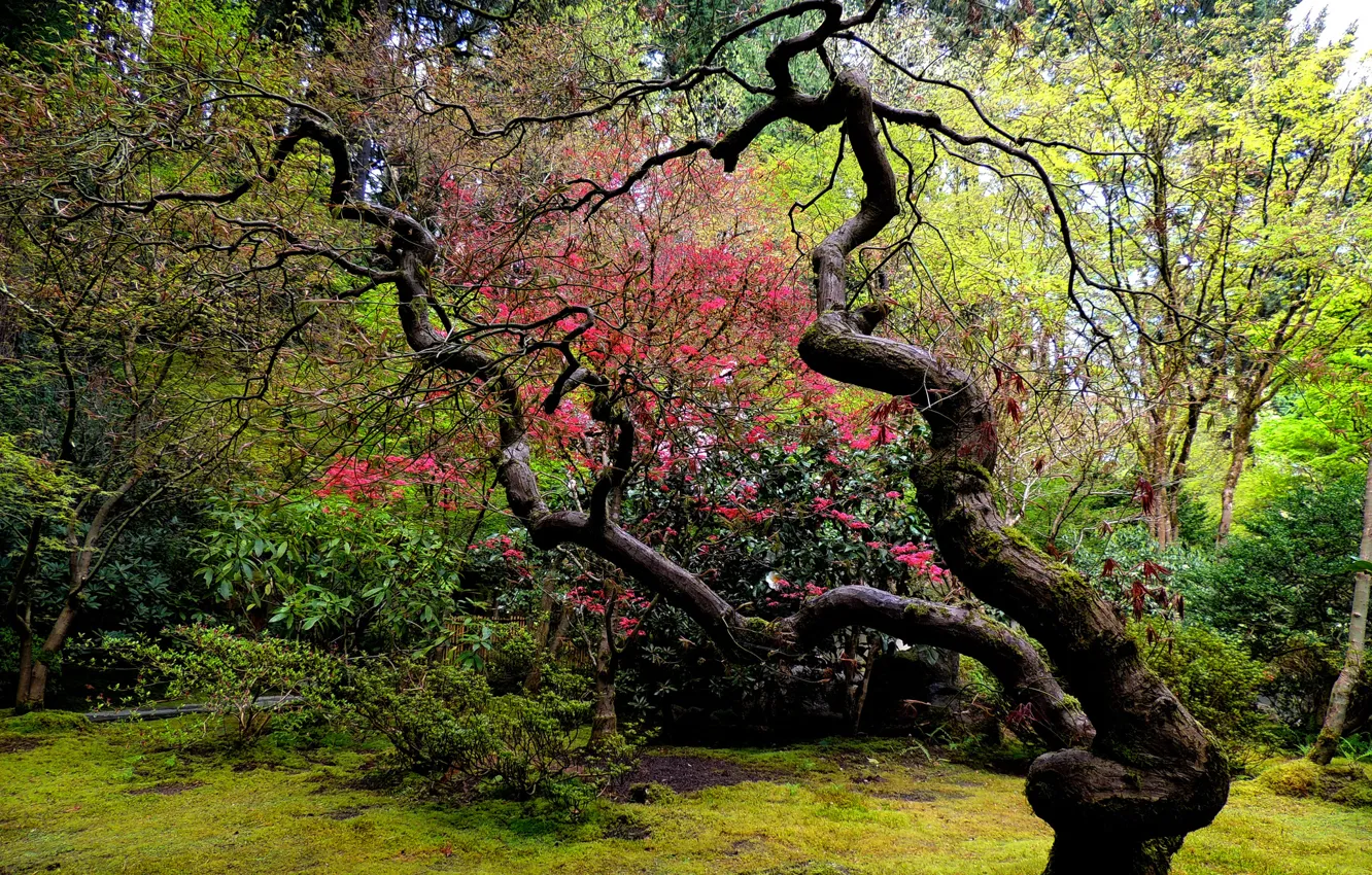 Фото обои дерево, сад, японский, изогнутое