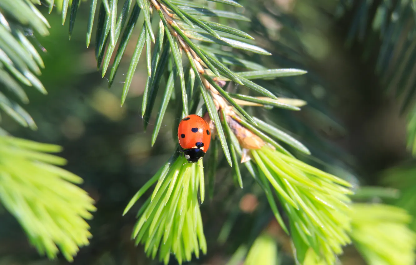 Фото обои insect, spruce, greed, ladybird, twig