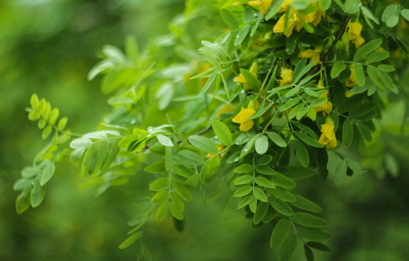 Фото обои зелень, цветы, кусты, гелиос