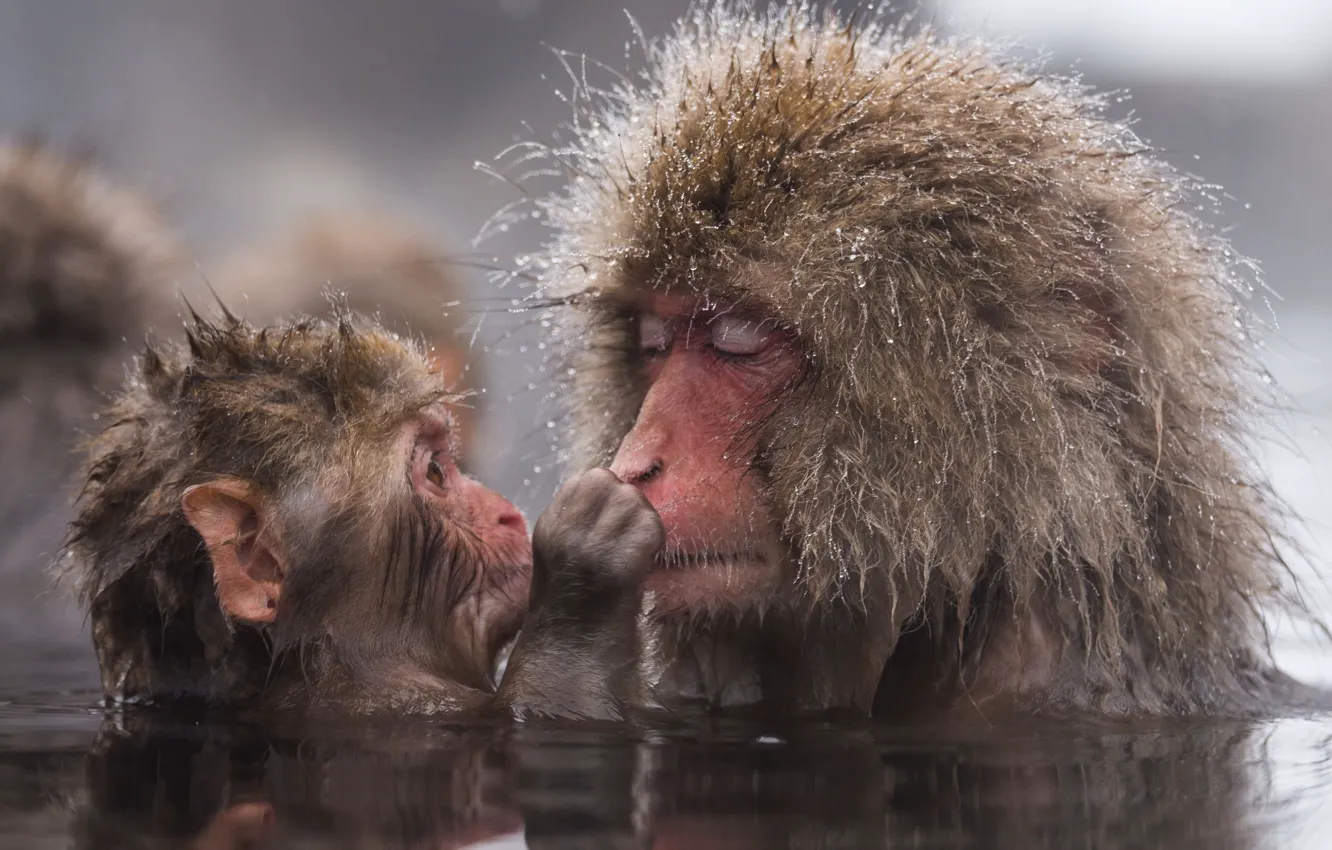 Фото обои животные, взгляд, вода, макаки, шерсть, купание, обезьяна, обезьяны
