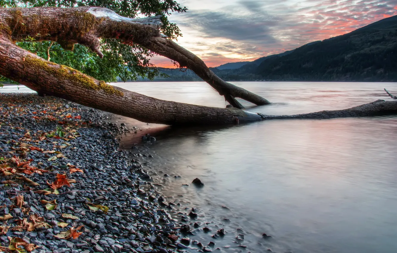 Фото обои озеро, камни, дерево, Канада, Canada, листья.