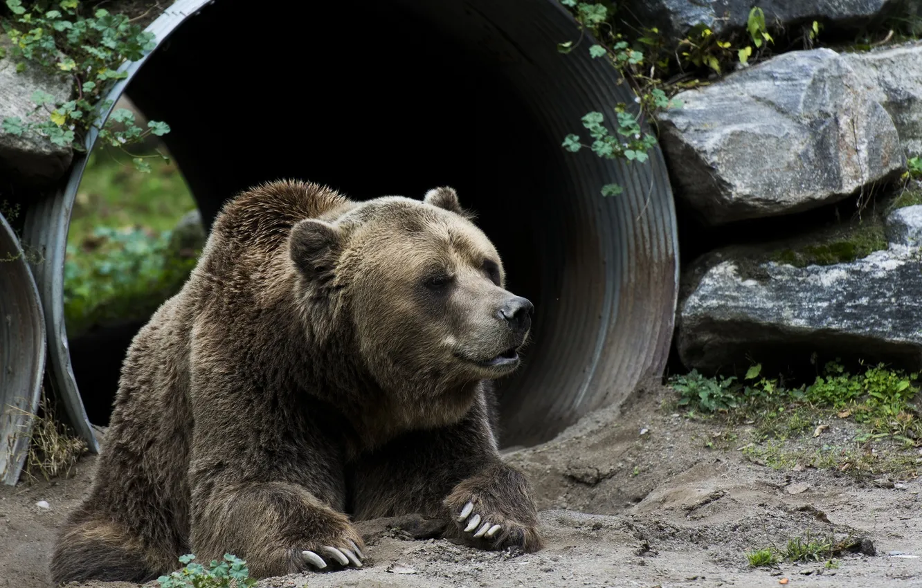 Фото обои морда, отдых, медведь, лежит, зоопарк, бурый
