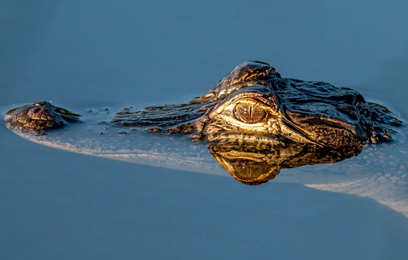 Фото обои взгляд, морда, вода, отражение, крокодил, купание, водоем, голубой фон