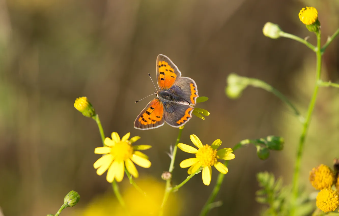 Фото обои макро, цветы, фон, узор, бабочка, оранжевая, желтые, насекомое
