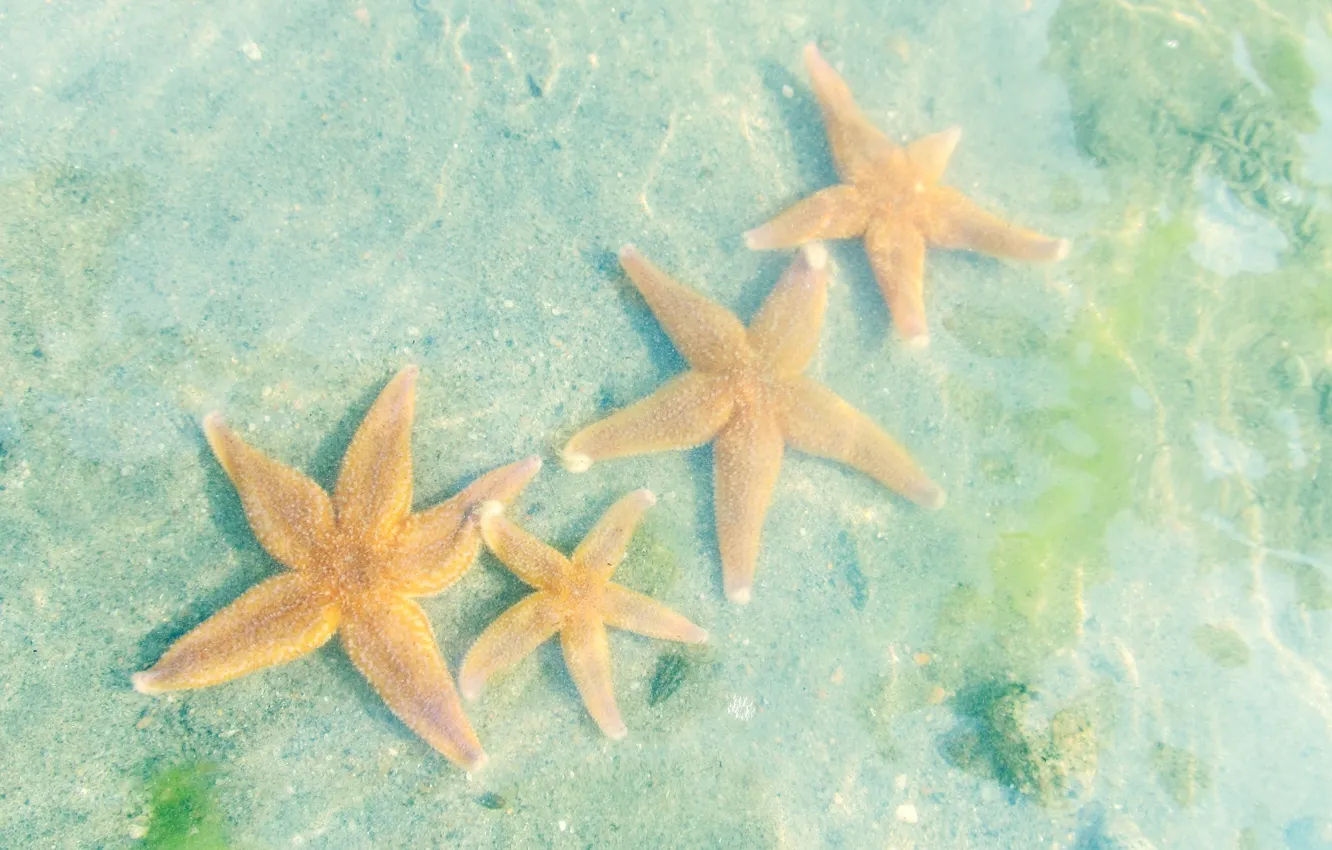 Фото обои вода, морские звезды, Белое море