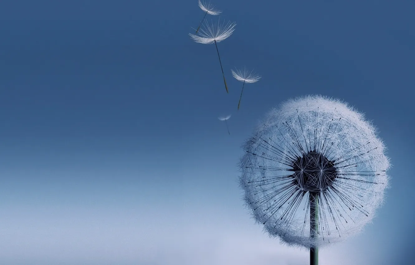 Фото обои одуванчик, Galaxy S3, dandelion