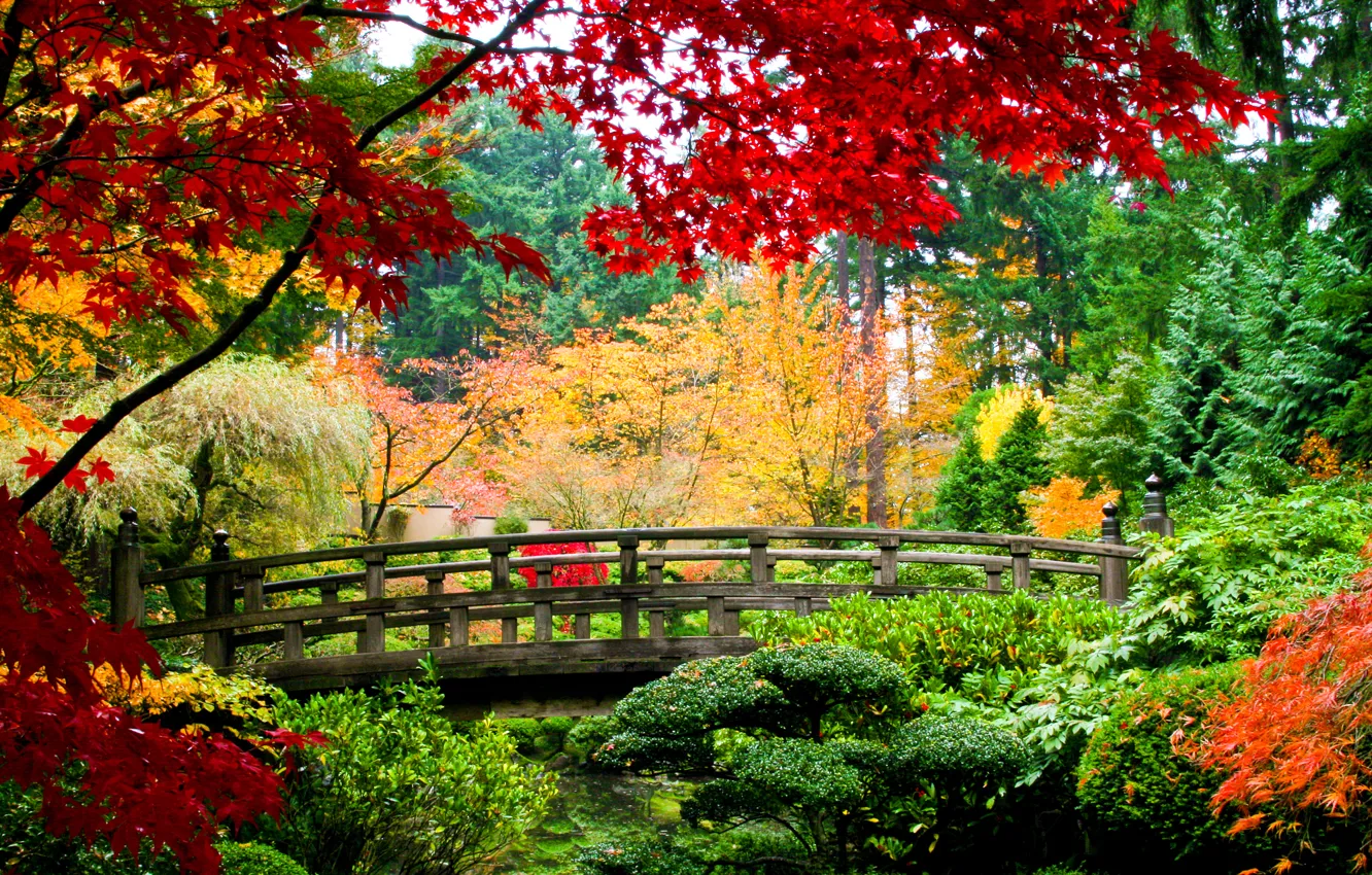 Фото обои осень, деревья, мост, парк, кусты