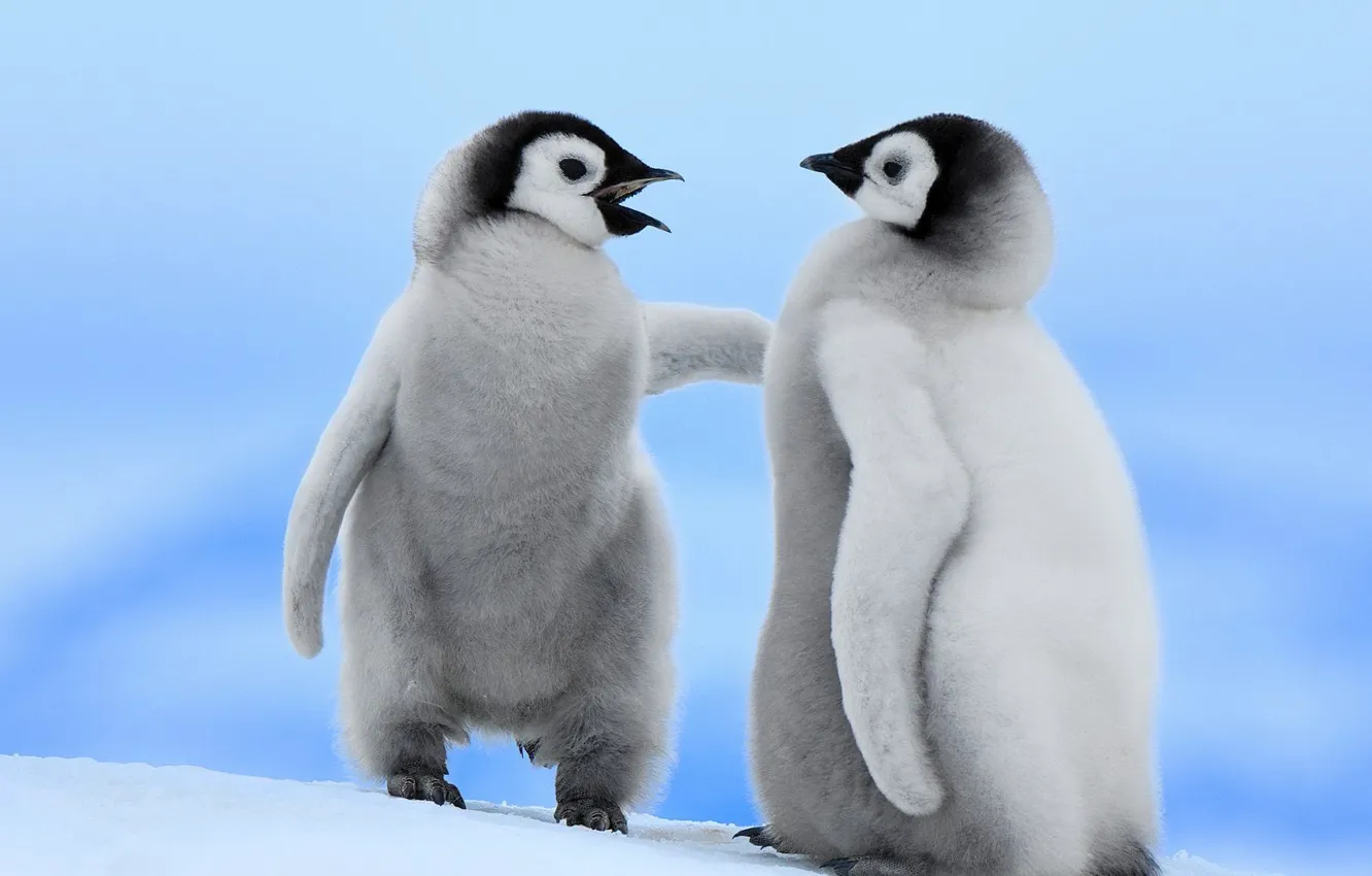 Фото обои зима, снег, птицы, пингвины