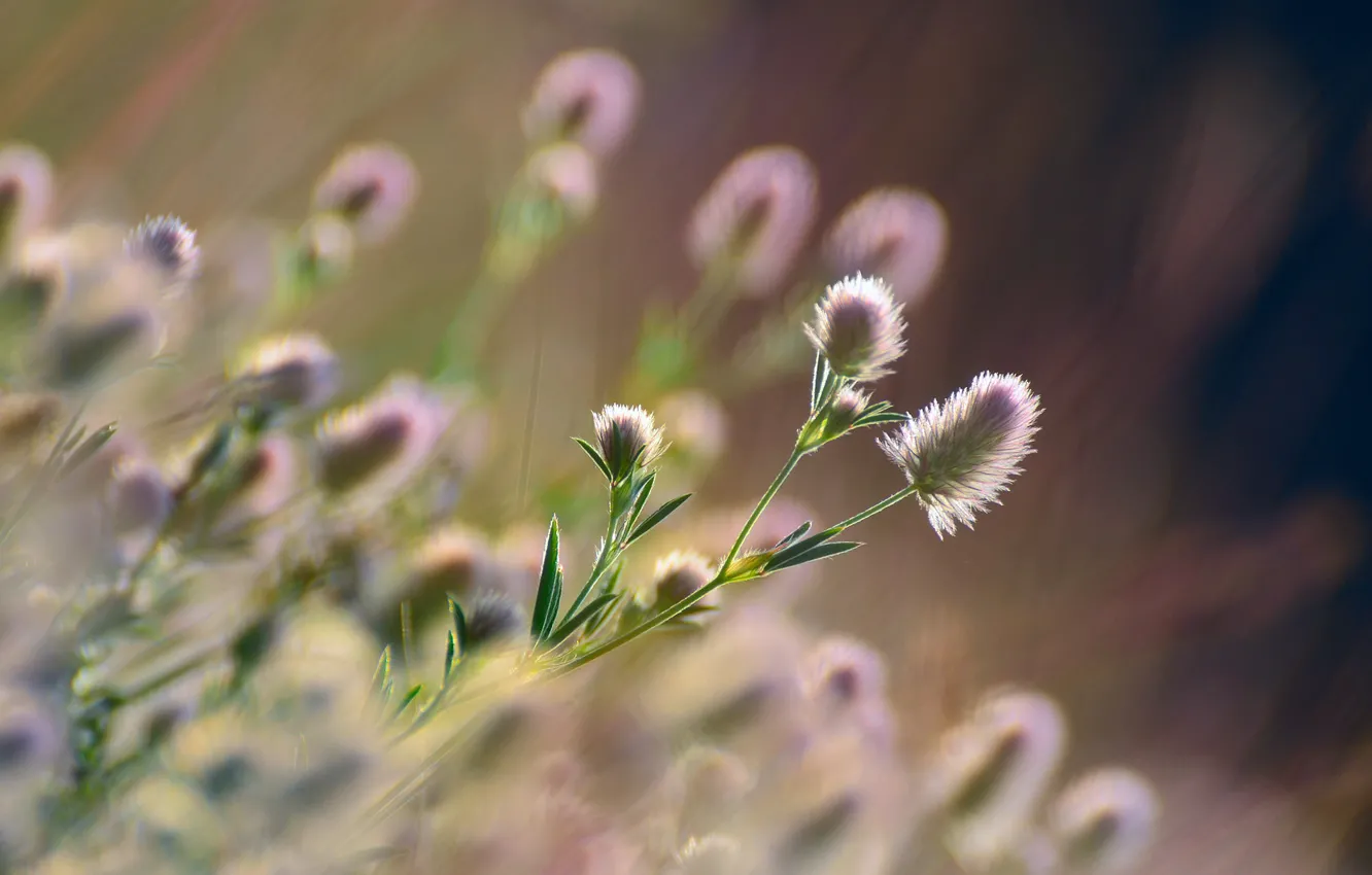 Фото обои трава, солнце, макро, цветы, природа, боке