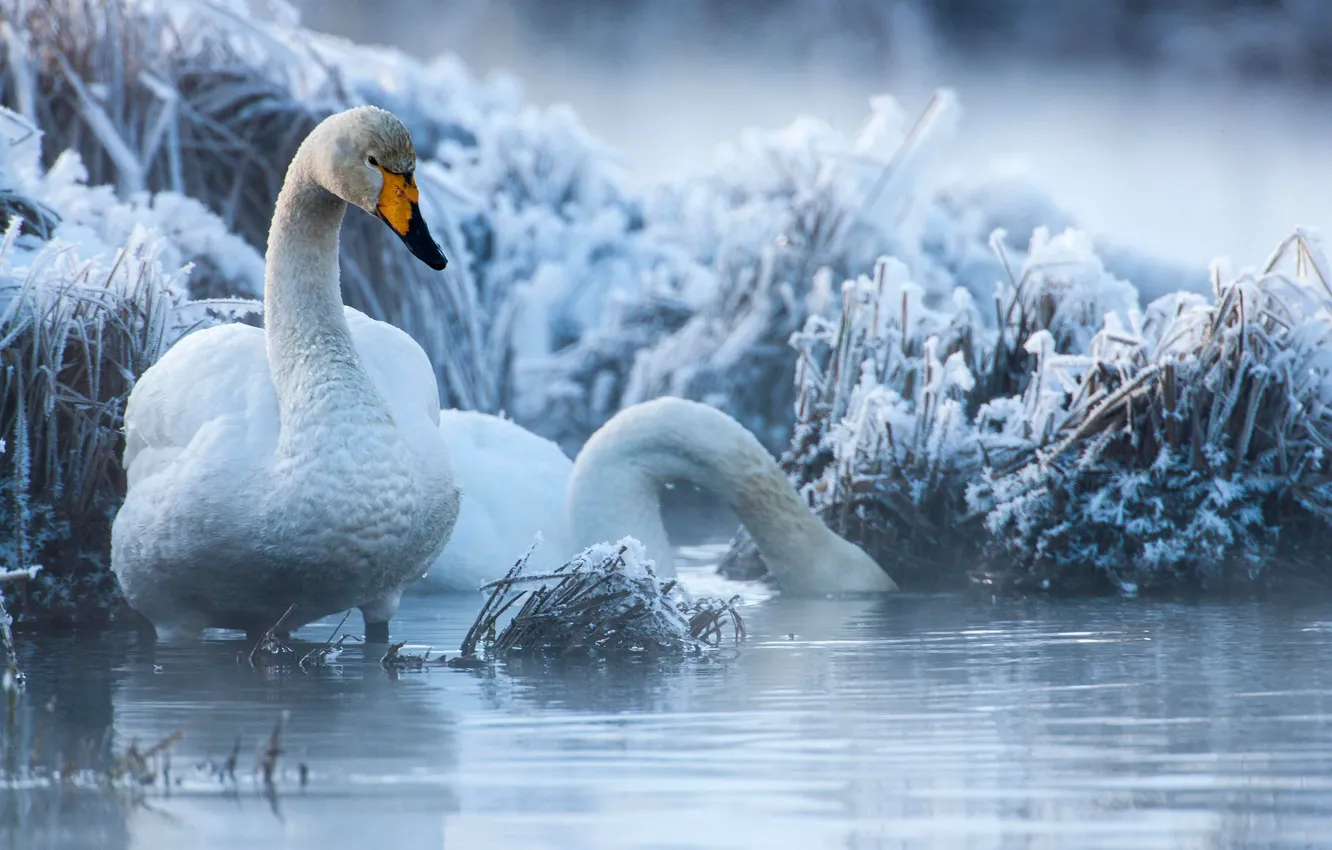 Фото обои зима, иней, трава, птицы, пара, лебеди, водоём