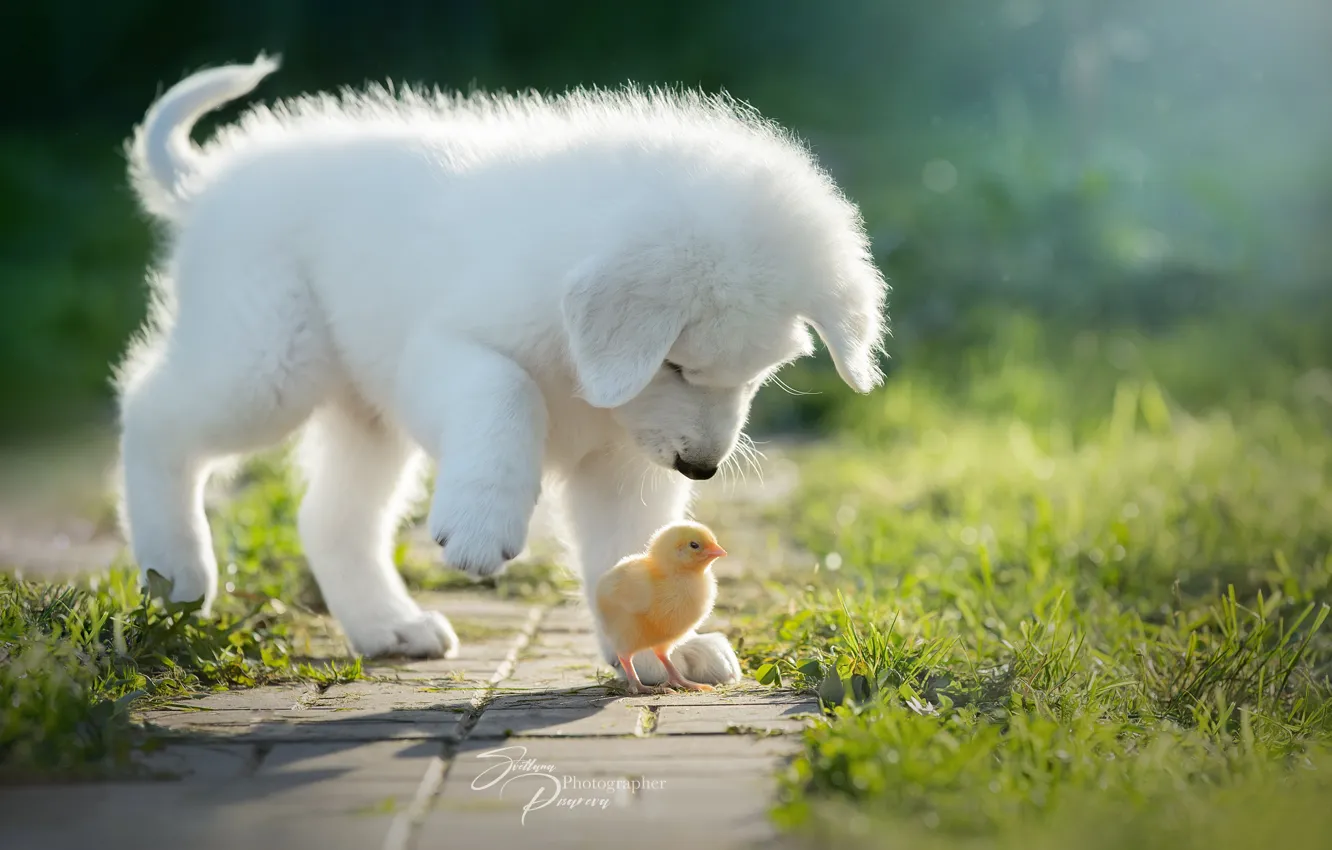 Фото обои собака, щенок, птенец, цыплёнок, знакомство, Светлана Писарева