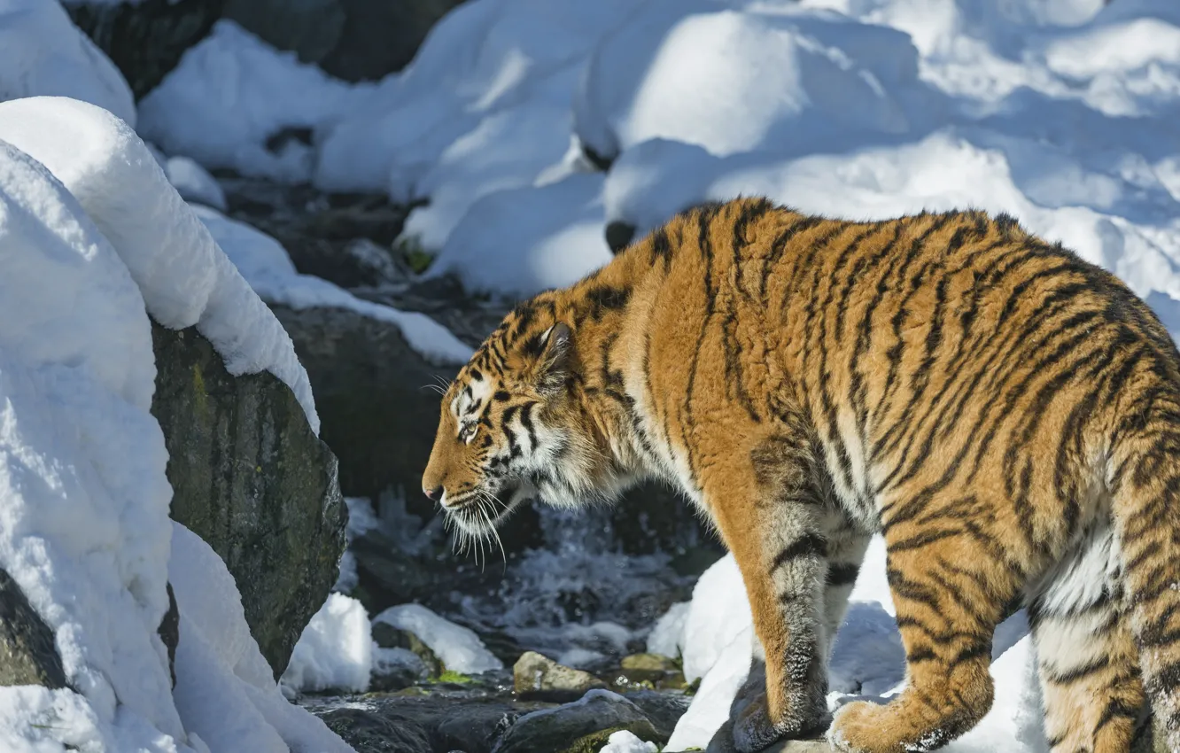 Фото обои снег, тигр, хищник, дикая кошка