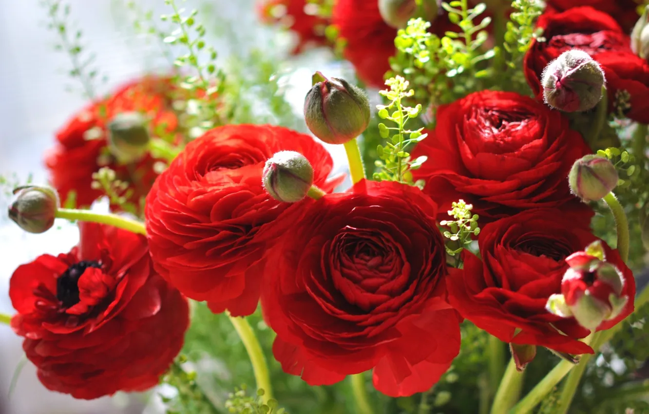 Фото обои цветы, красный, лепестки, бутончики, ранункулюс, азиатский лютик