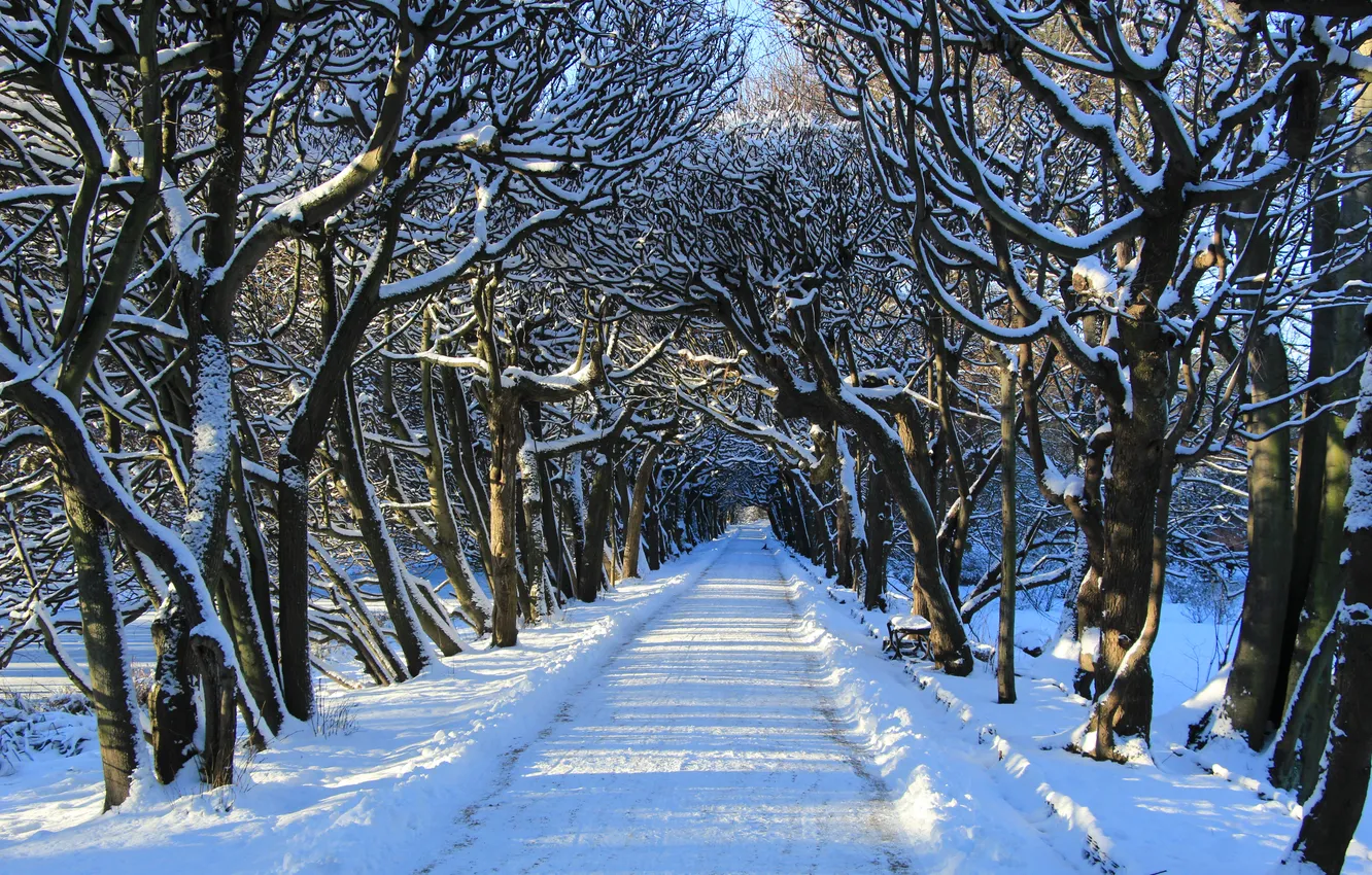 Фото обои park, winter, snow, alley