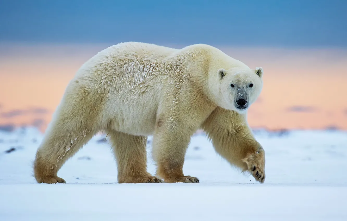 Фото обои прогулка, белый медведь, север