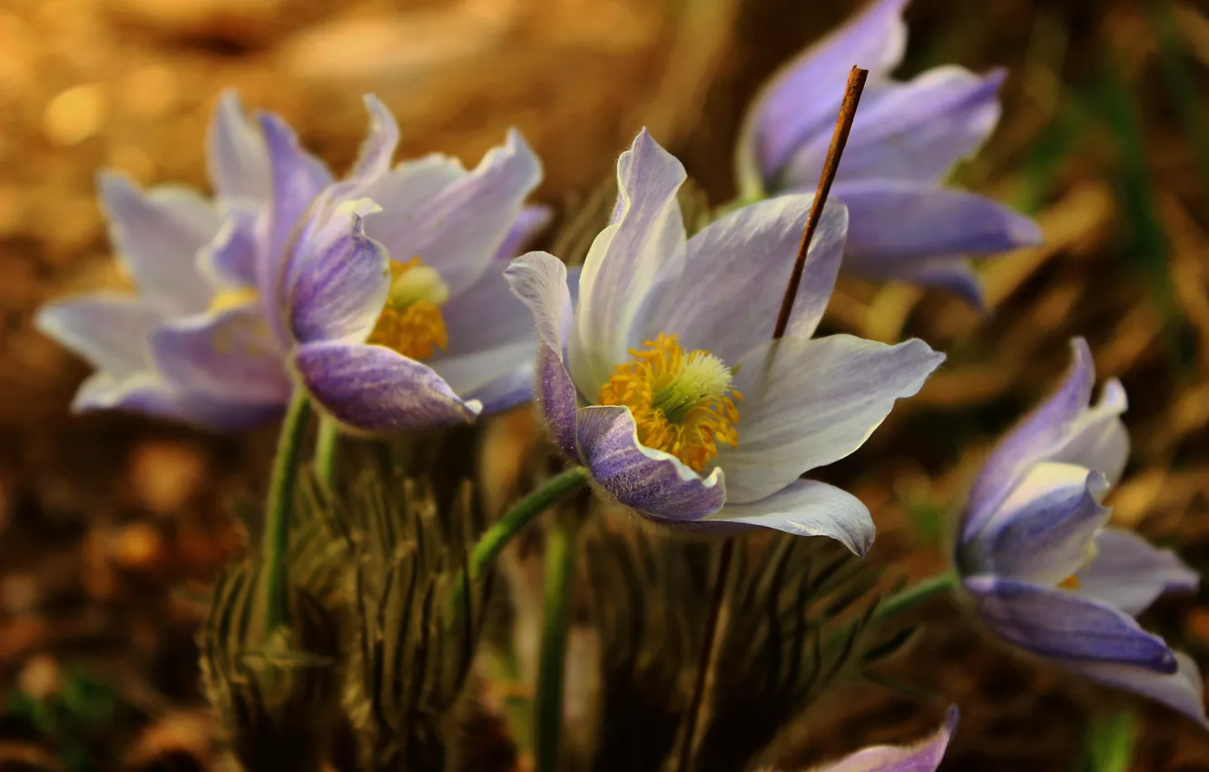 Фото обои цветы, жизнь, настроение, цветение