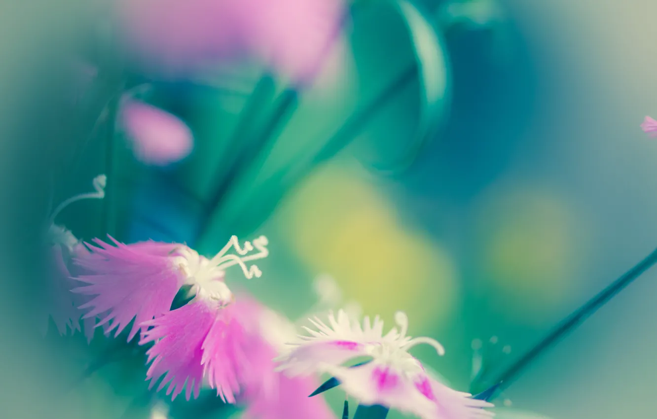 Фото обои макро, цветы, настроение, розовый, светлый, необычные лепестки