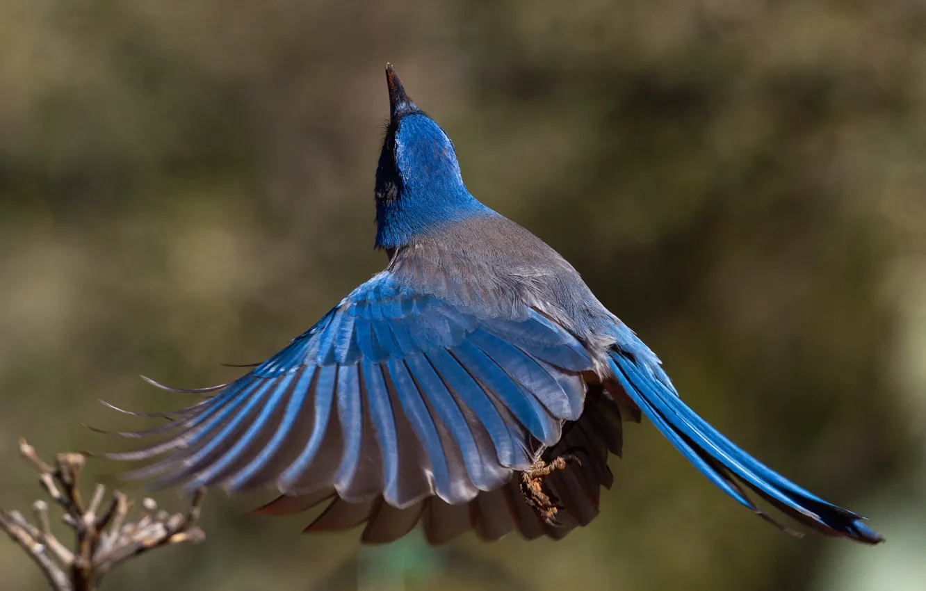 Фото обои птица, крылья, хвост, калифорнийская кустарниковая сойка