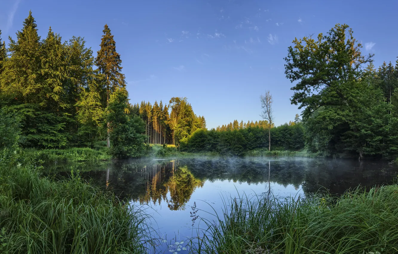 Фото обои лес, лето, озеро