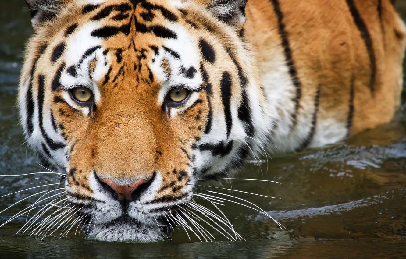 Фото обои вода, тигр, купание