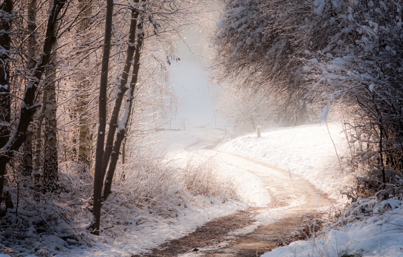 Фото обои зима, дорога, лес, природа