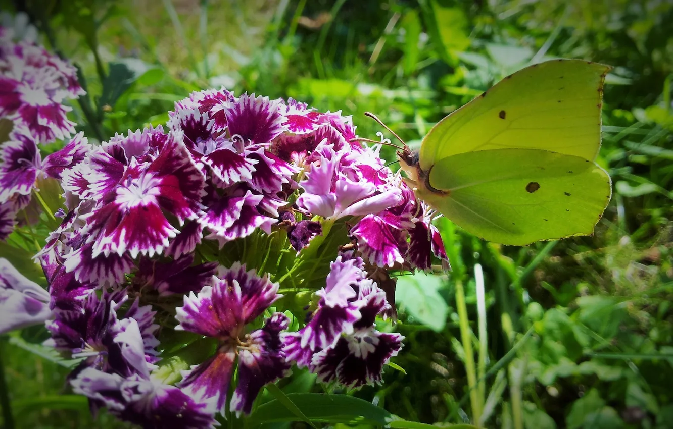 Фото обои макро, бабочка, турецкая гвоздика, лимонница