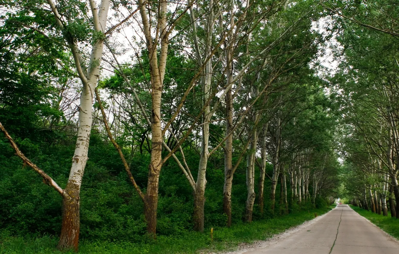 Фото обои дорога, зелень, деревья