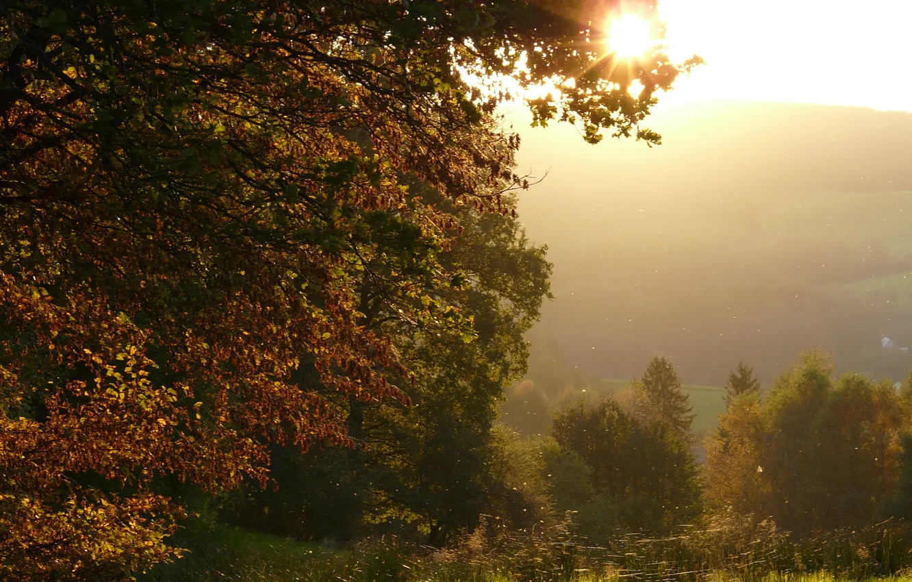 Фото обои солнце, свет, природа, дерево, листва, паутина