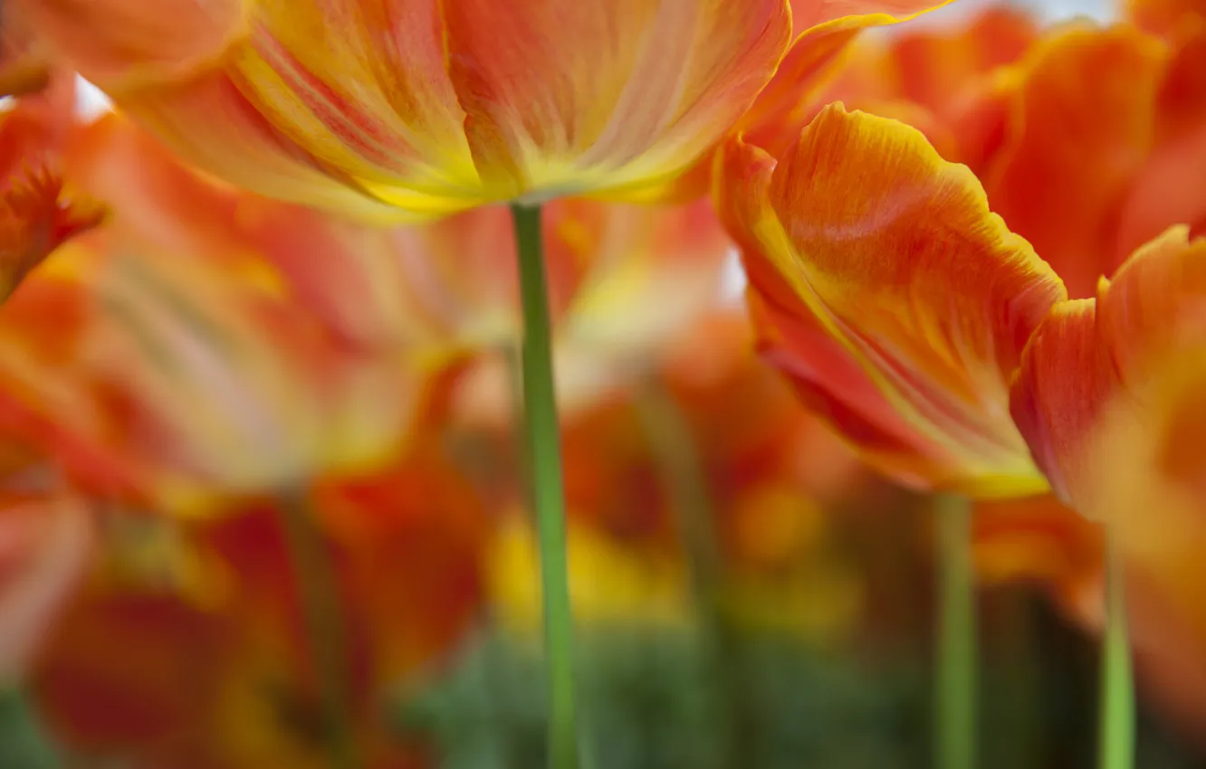 Фото обои макро, природа, тюльпаны, оранжевые