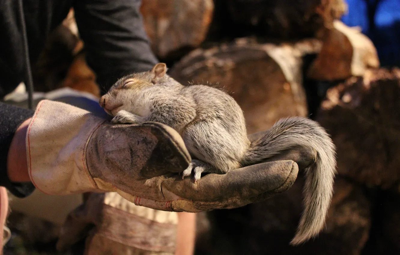 Фото обои животные, природа, сон, руки, белка, дрова, перчатки, поддержка